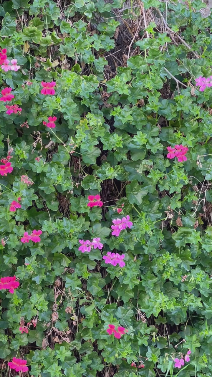 Romperjack - February - Tik Tok 2.MP4